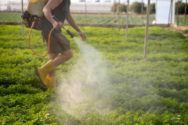 Best Insect Control  in Traer, IA